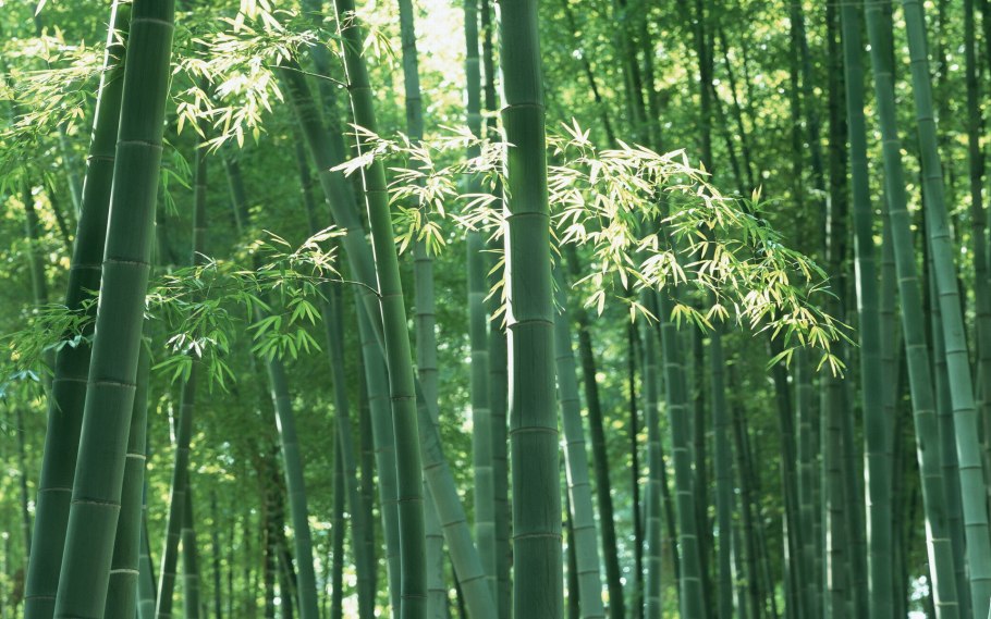 Бамбук Phyllostachys pubescens