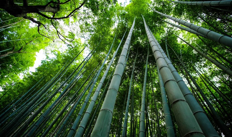 Таманский бамбук