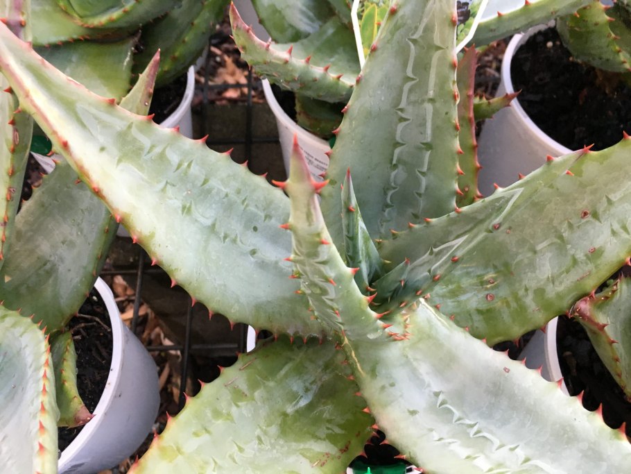 Алоэ спинозиссима