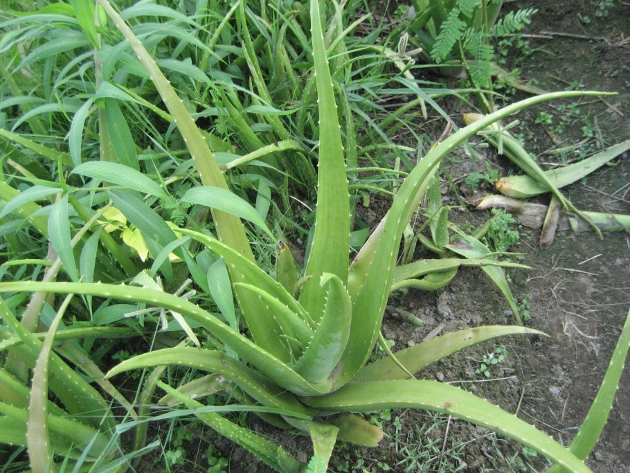 Aloe Socotrina)