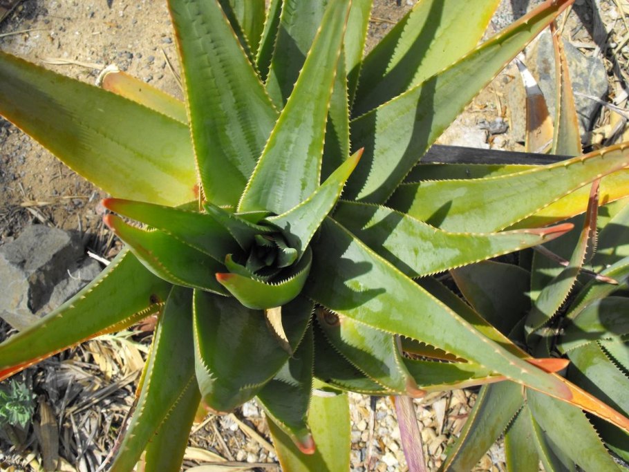 Aloe succotrina