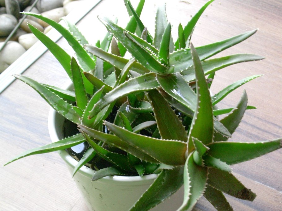 Алоэ delaetii
