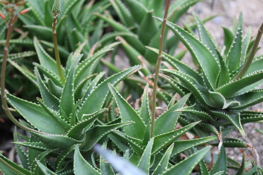 Суккулент алоэ Дэлета