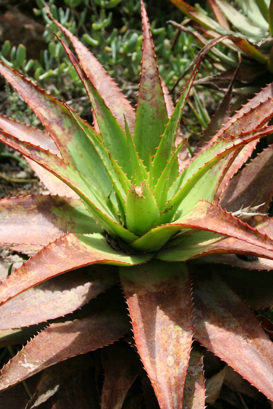 Алоэ делаэти