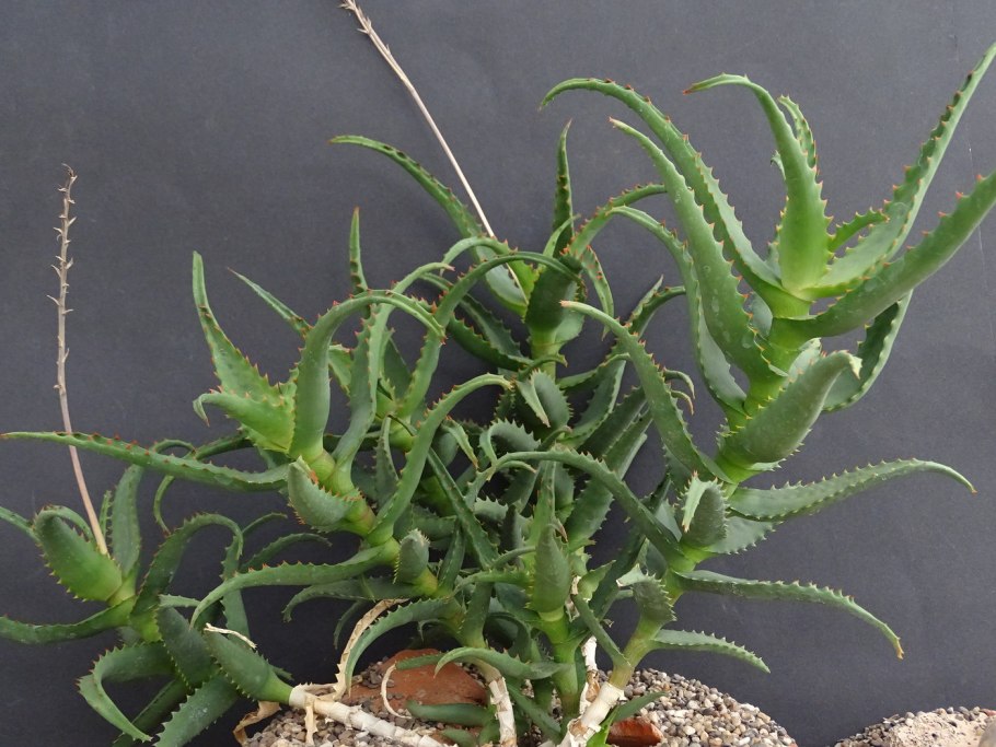 Алоэ делаэти (Aloe delaetii)