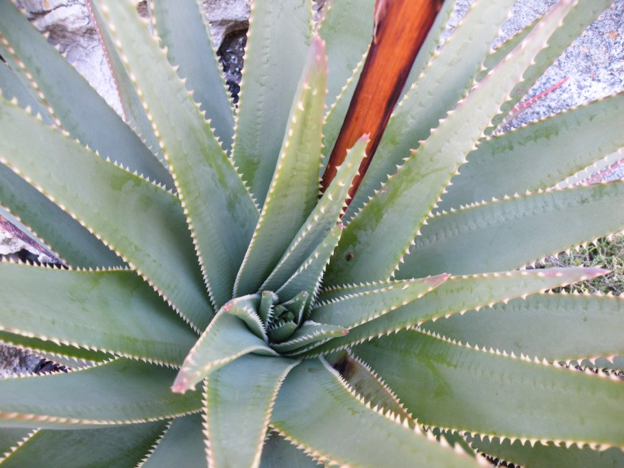 Алоэ делаэти