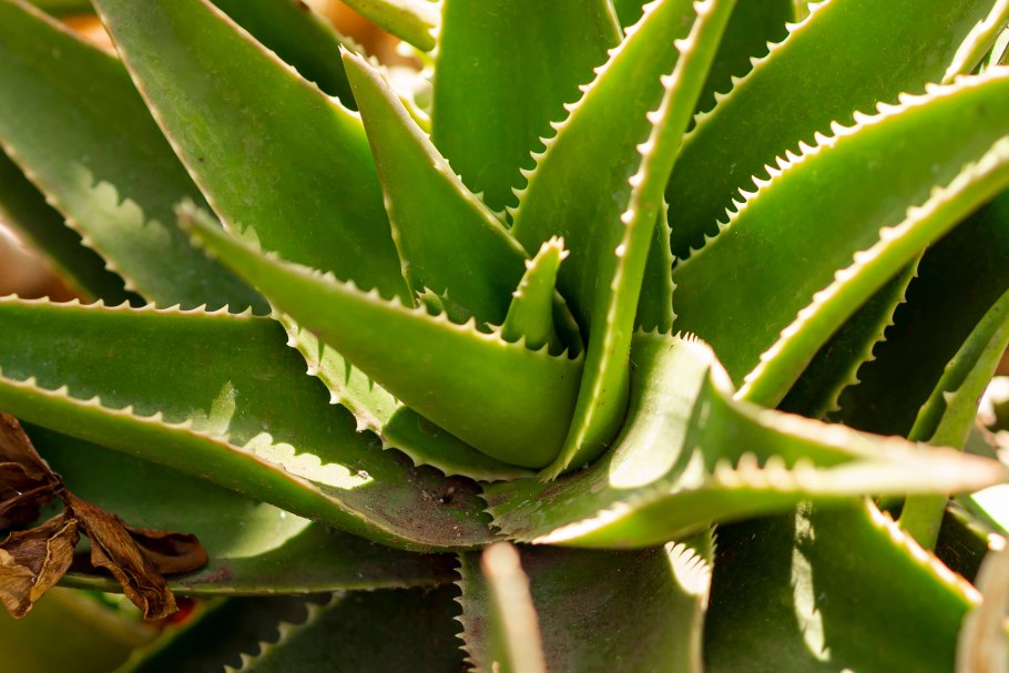 Алоэ делаэти (Aloe delaetii)