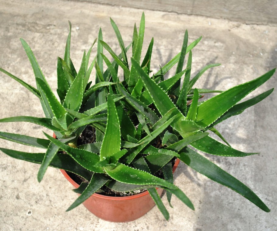 Aloe Hybrid Ferox