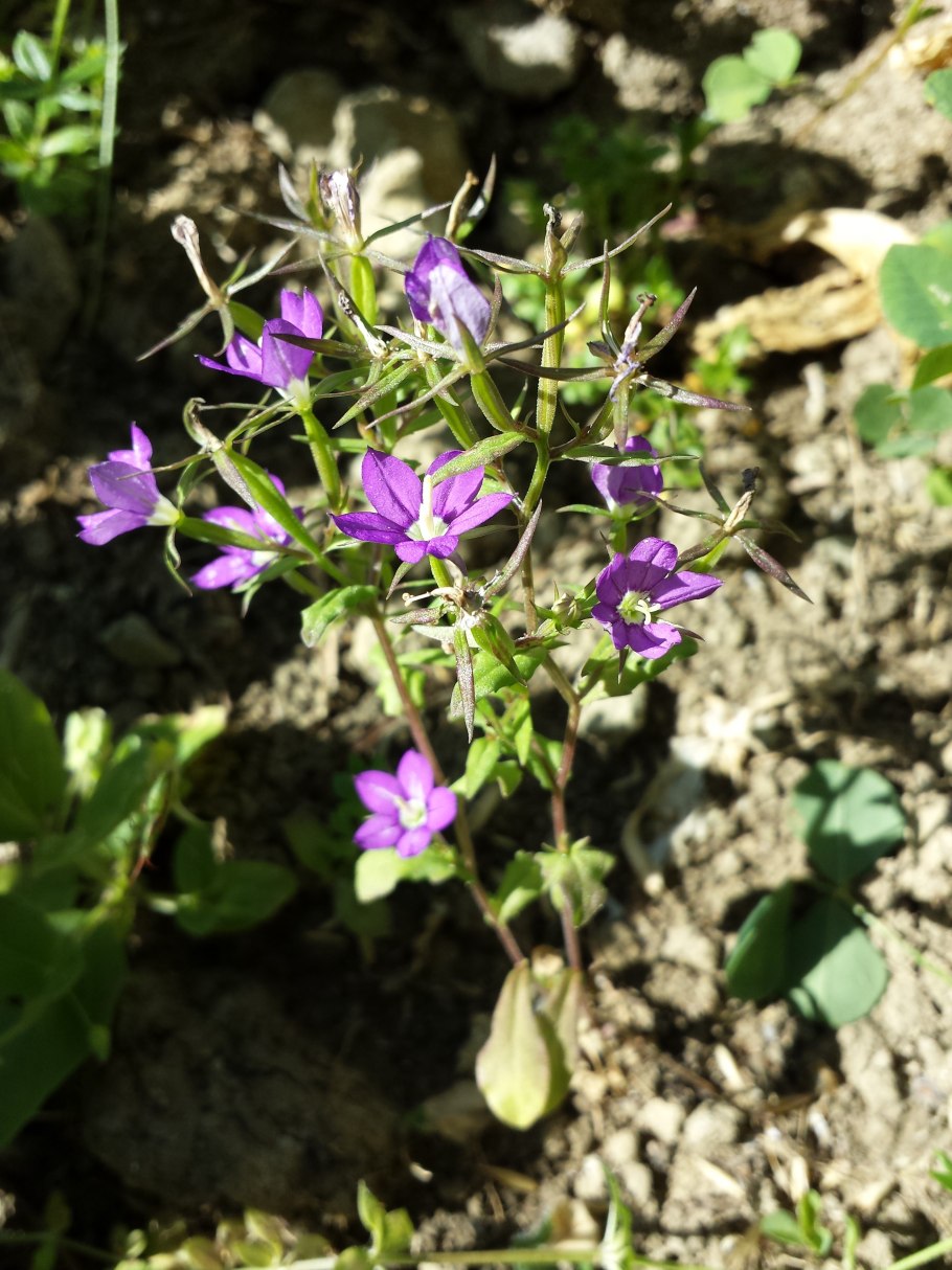 Легузия зеркало Венеры белая