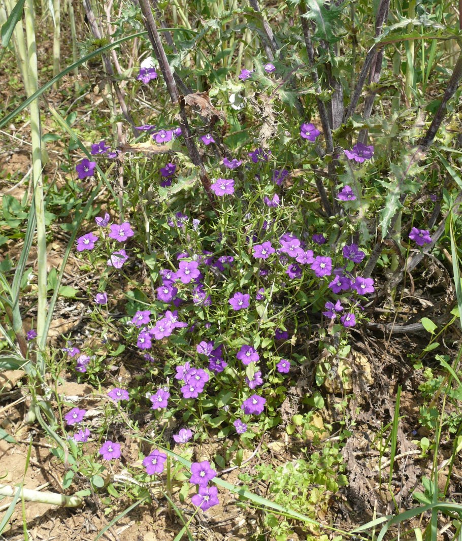 Легузия белая