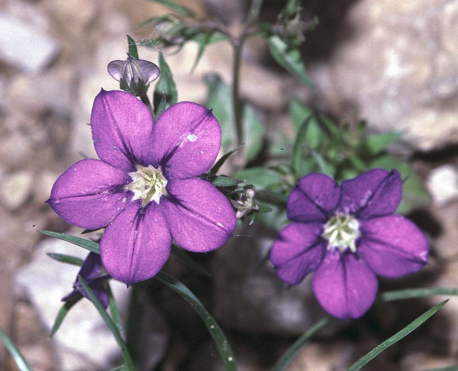 Legousia speculum-Veneris
