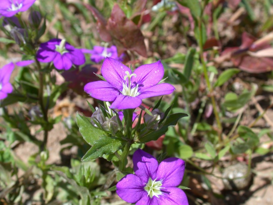 Легузия зеркало Венеры