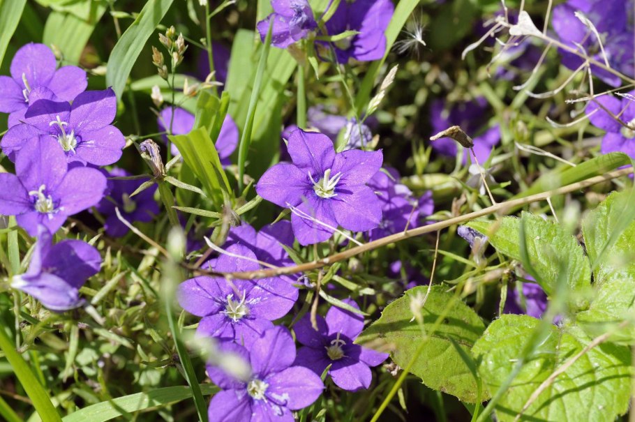 Легузия зеркало Венеры синяя