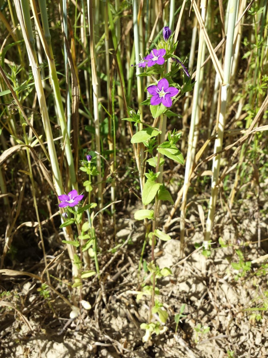 Цветок Легузия