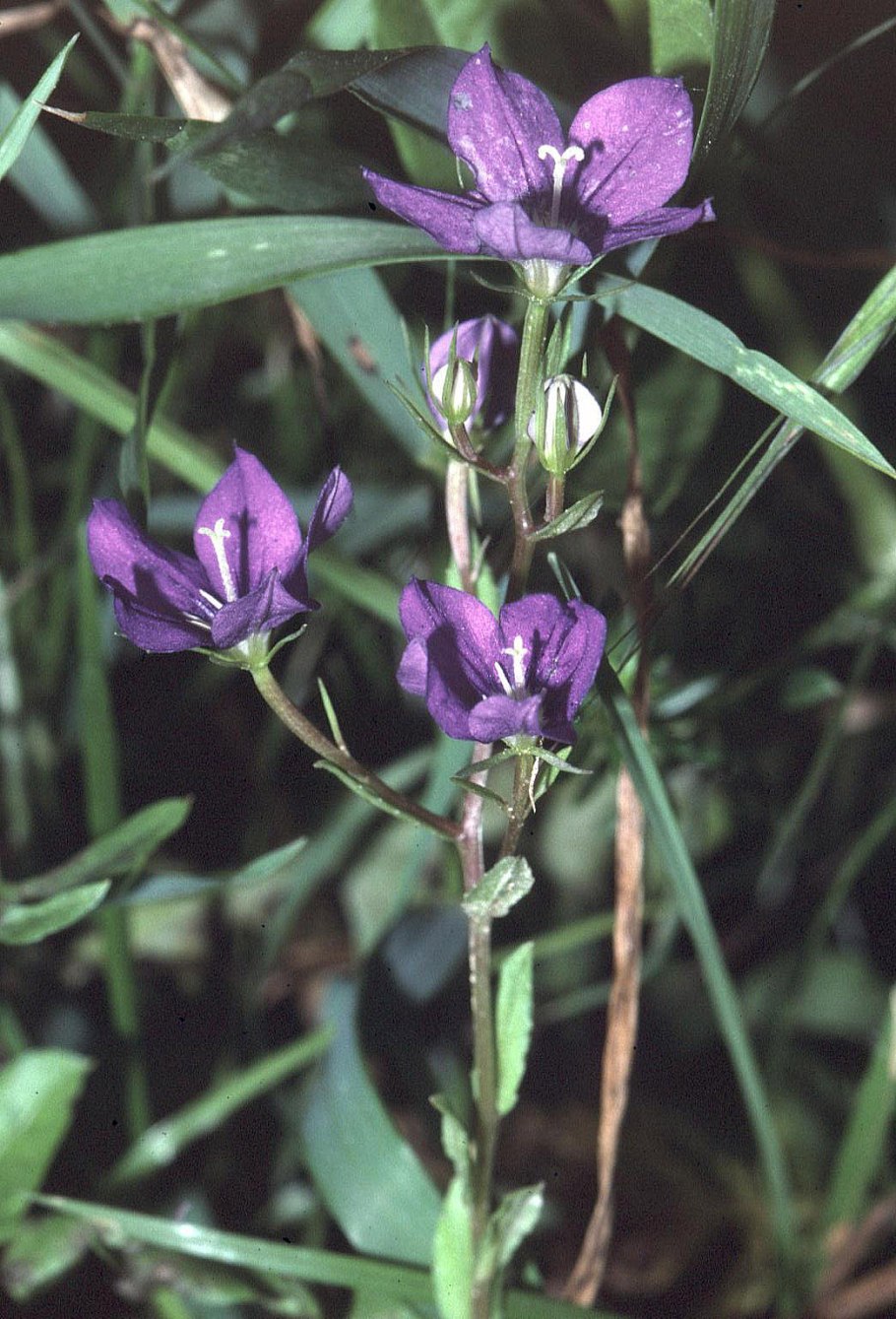 Легузия зеркало венеры