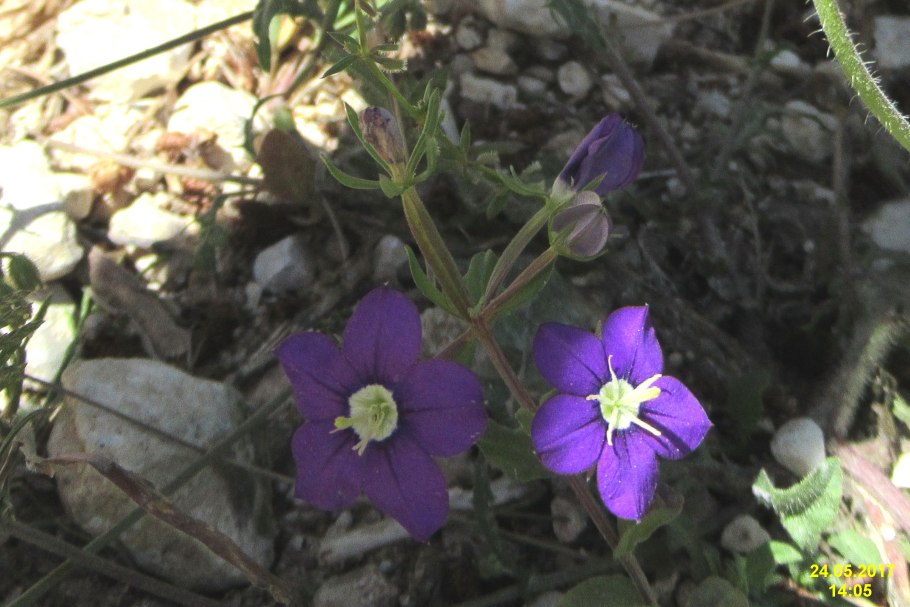 Легузия зеркало Венеры белая