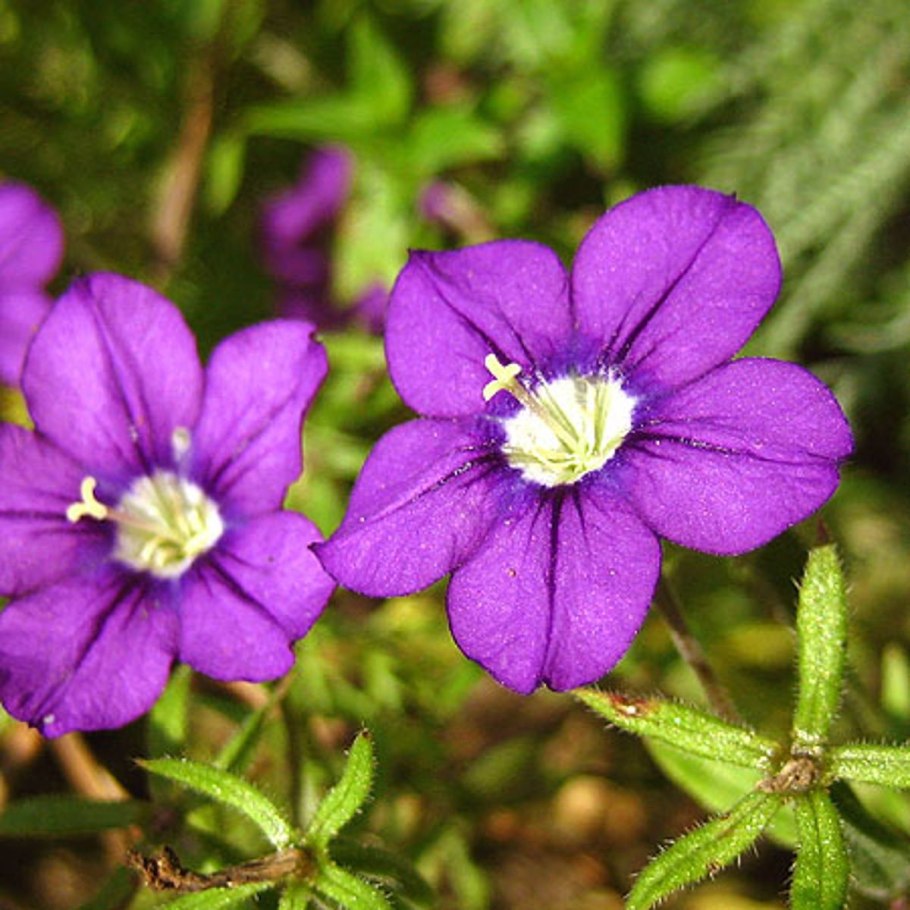 Легузия фото