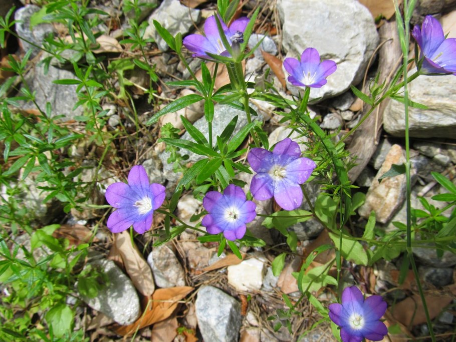 Легузия зеркало Венеры