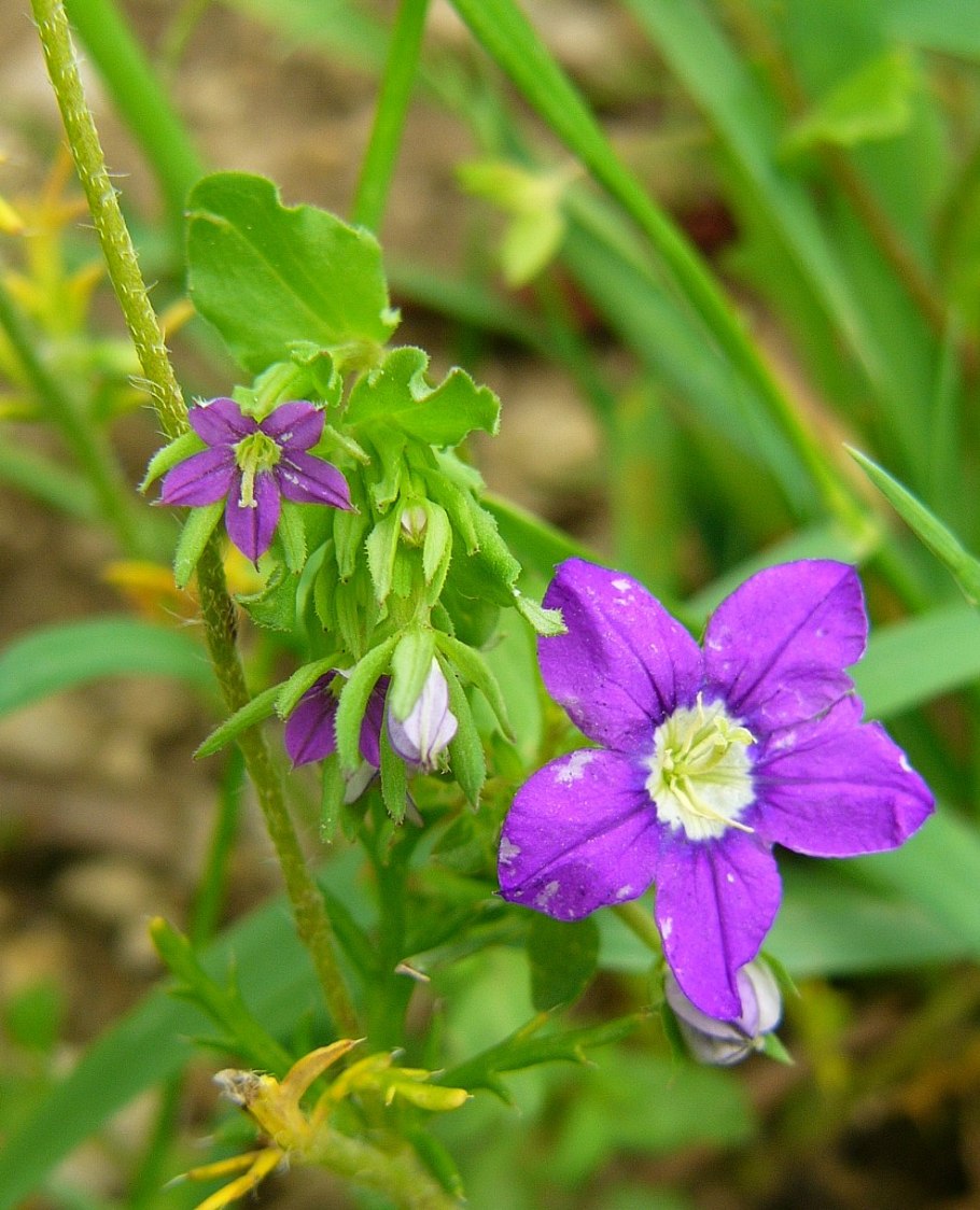 Legousia speculum-Veneris Blue