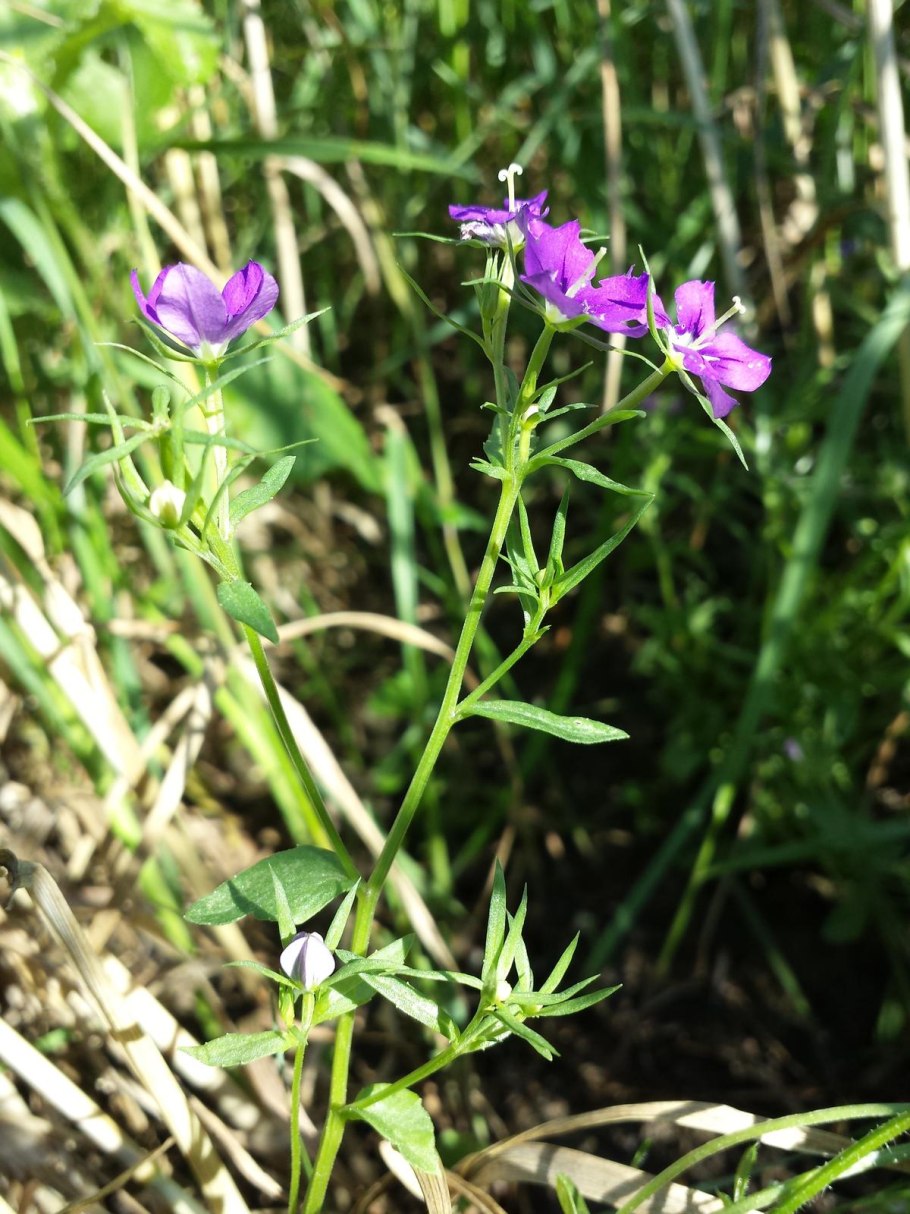 Легузия зеркало Венеры