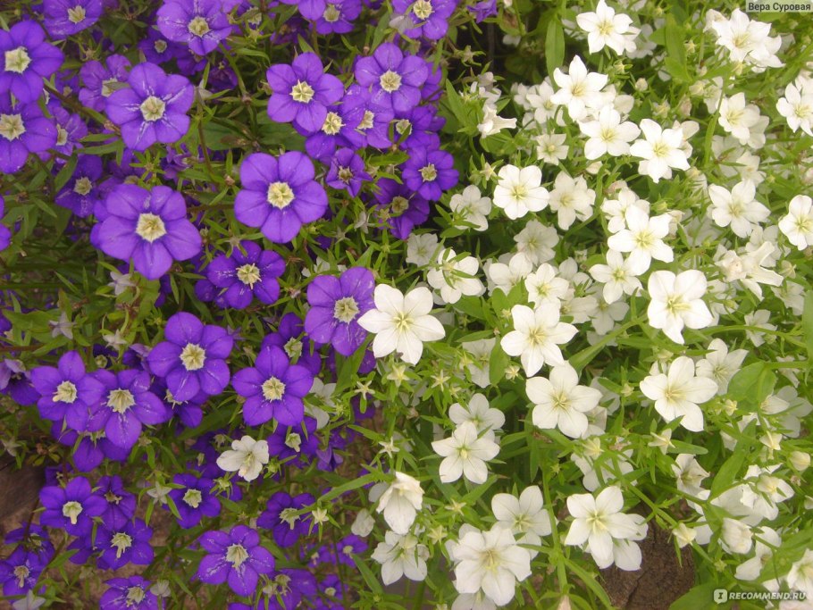 Легузия голубая