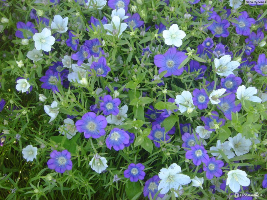 TRIODANIS perfoliata