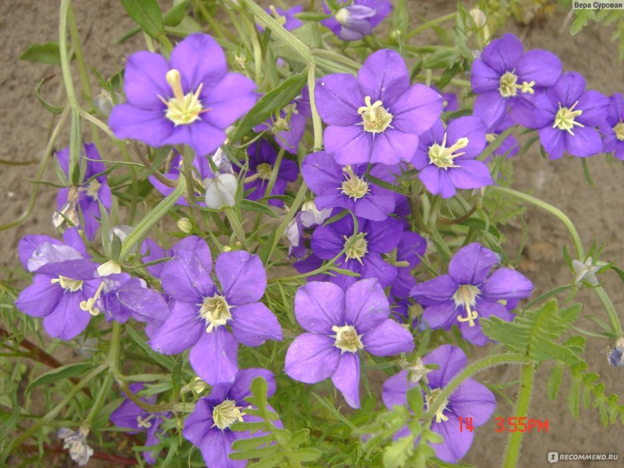 TRIODANIS perfoliata