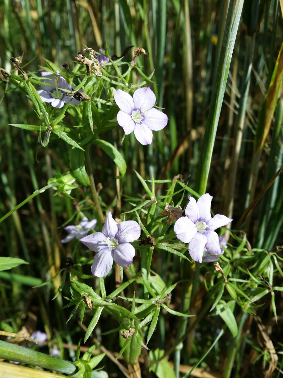 Legousia speculum-Veneris