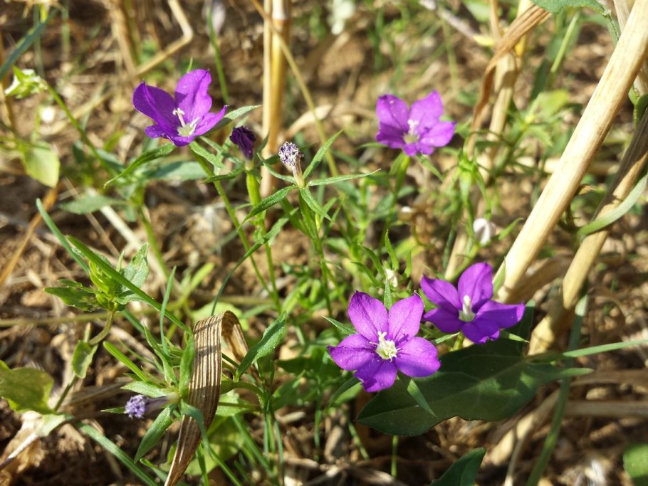 Legousia speculum-Veneris