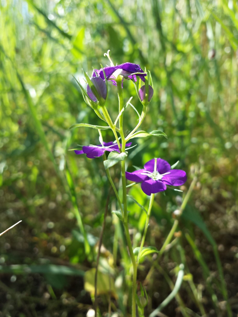 Легузия первый поцелуй