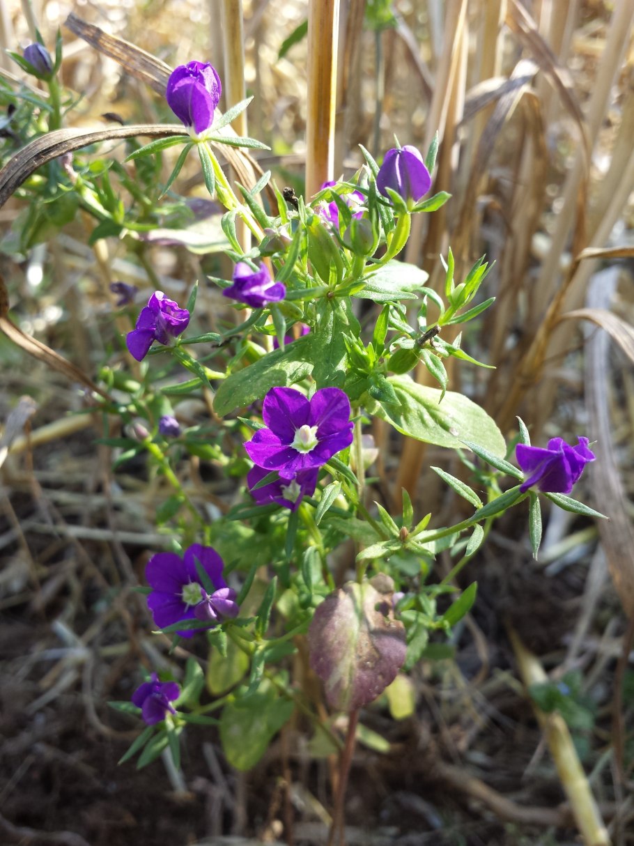 Драгоценная Орхидея Легузия