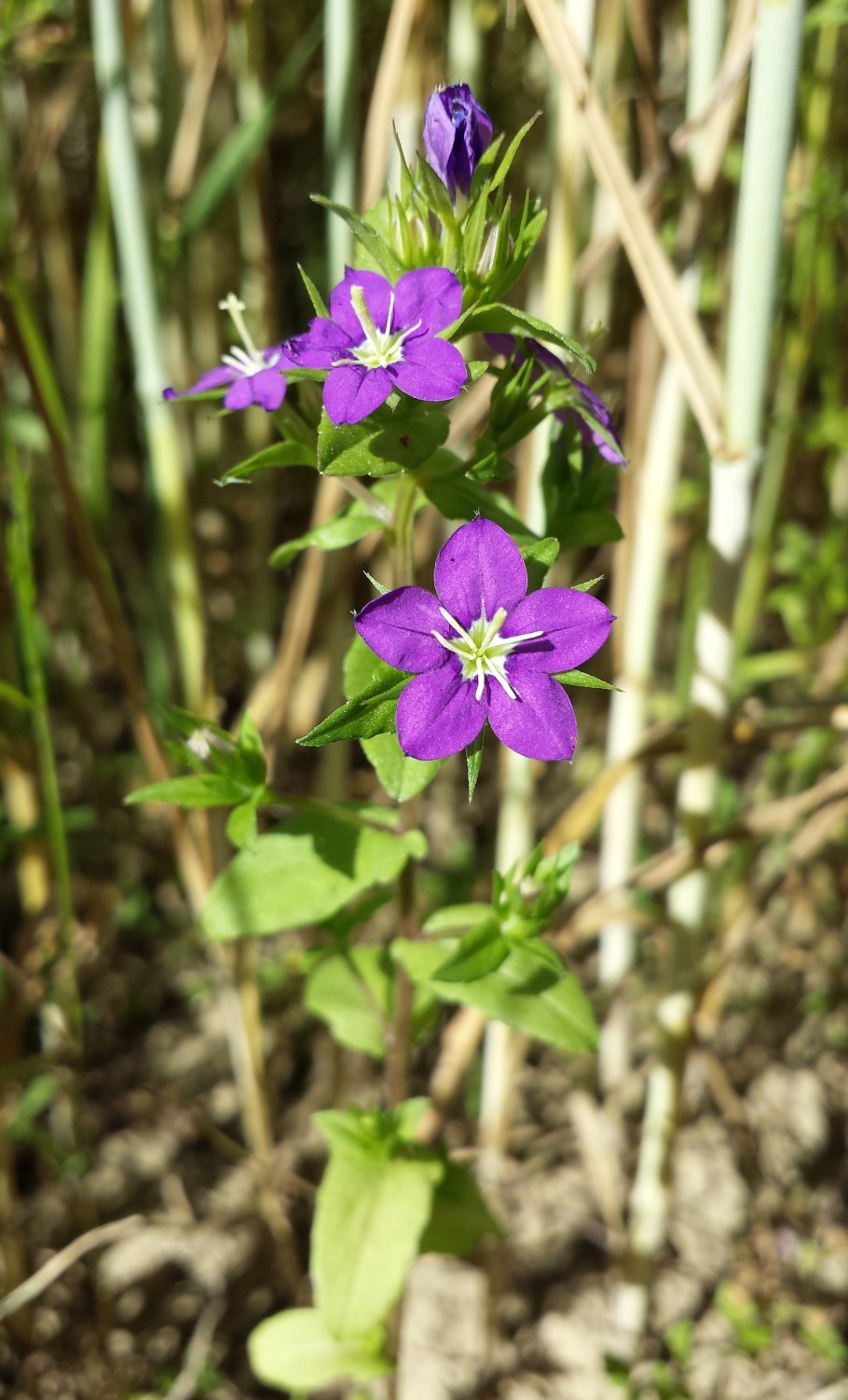 Легузия зеркало Венеры синяя