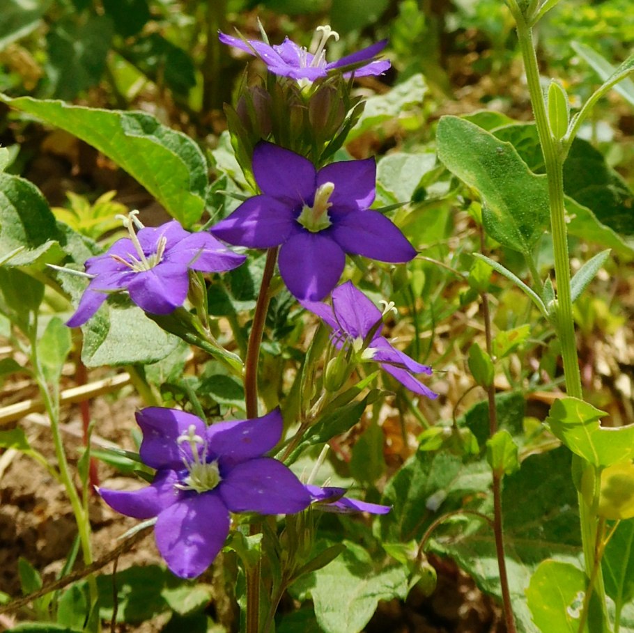 Легузия зеркало Венеры белая