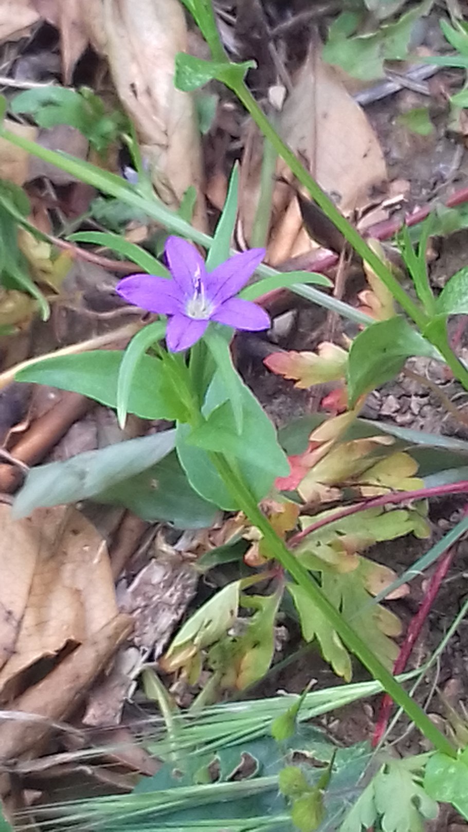 Колокольчик раскидистый