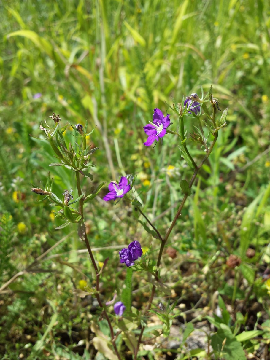 Легузия на клумбе