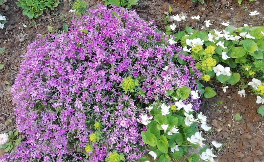 Почвопокровное растение