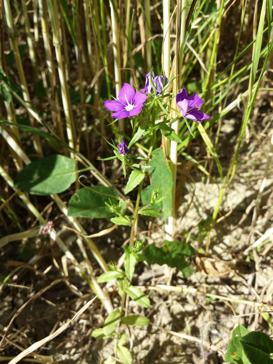 Фелиция разнолистная Felicia heterophylla