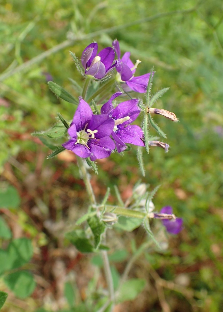 Легузия фото