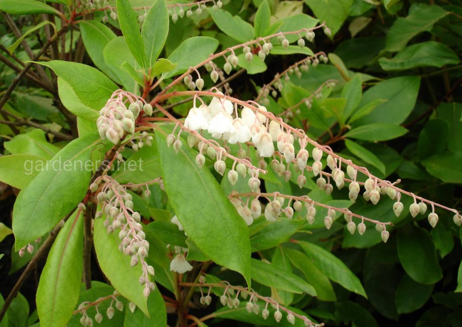 Клетра Пинк Спайр