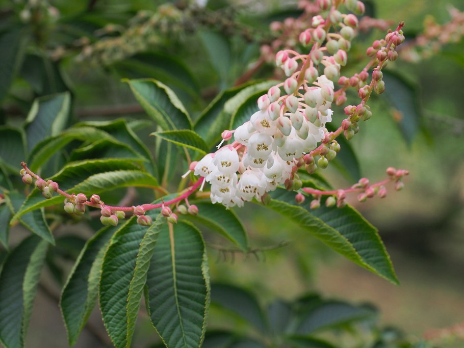 Клетра древовидная Clethra Arborea