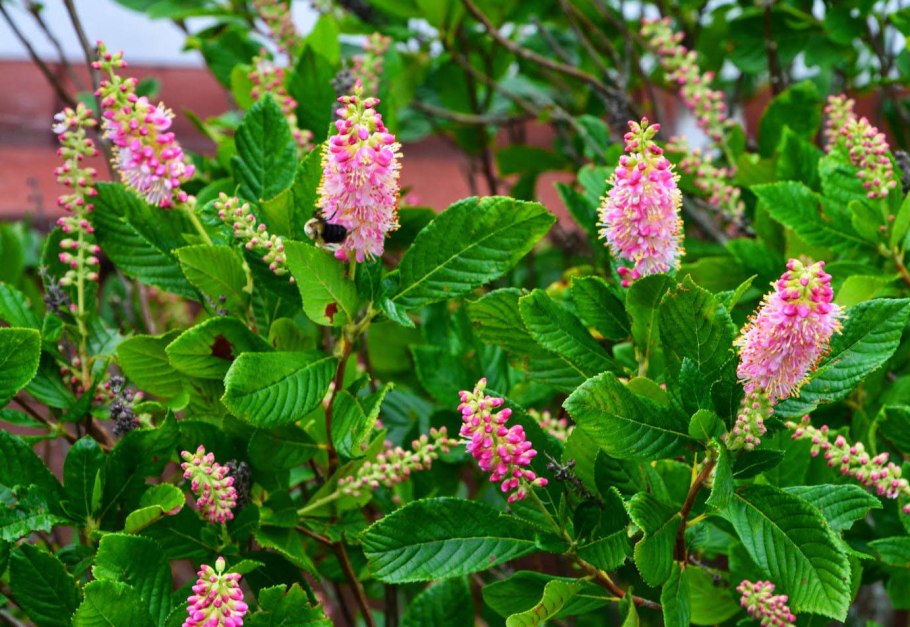 Клетра ольхолистная