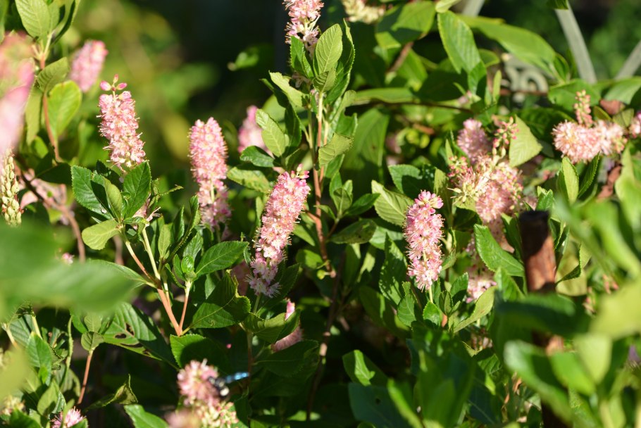 Клетра ольхолистная