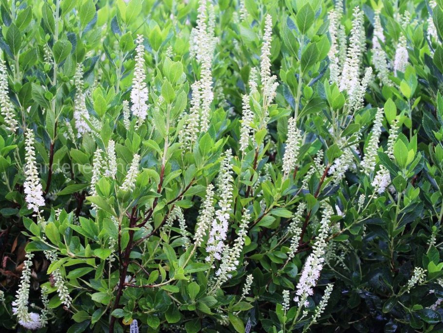 Клетра ольхолистная куст