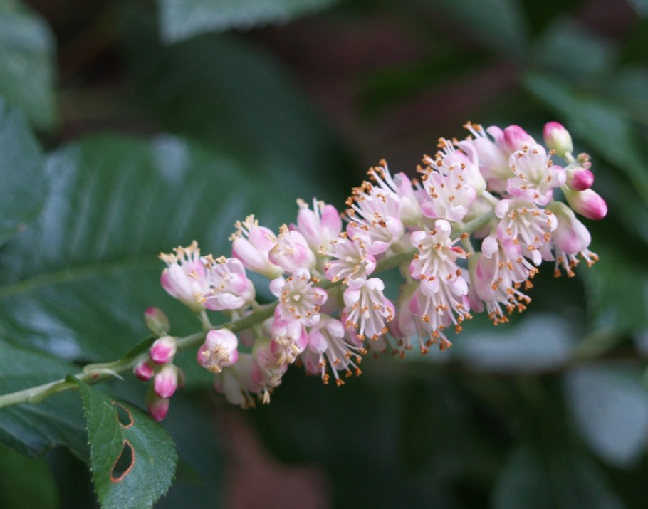 Летние выгоночные кустарники фото