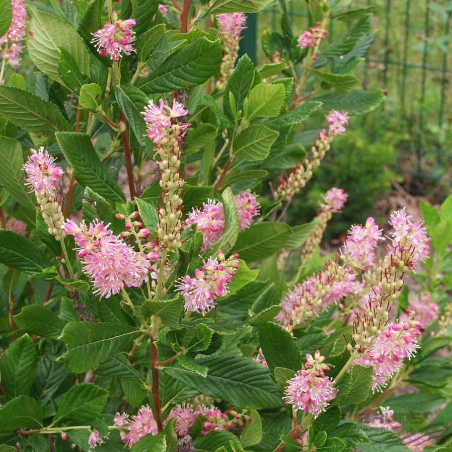 Clethra alnifolia Ruby Spice