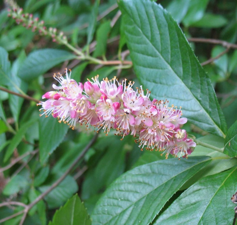 Клетра ольхолистная Пинк Спайр