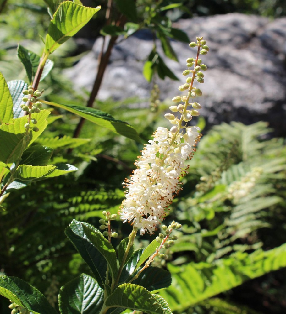 Клетра хаммингбёрд