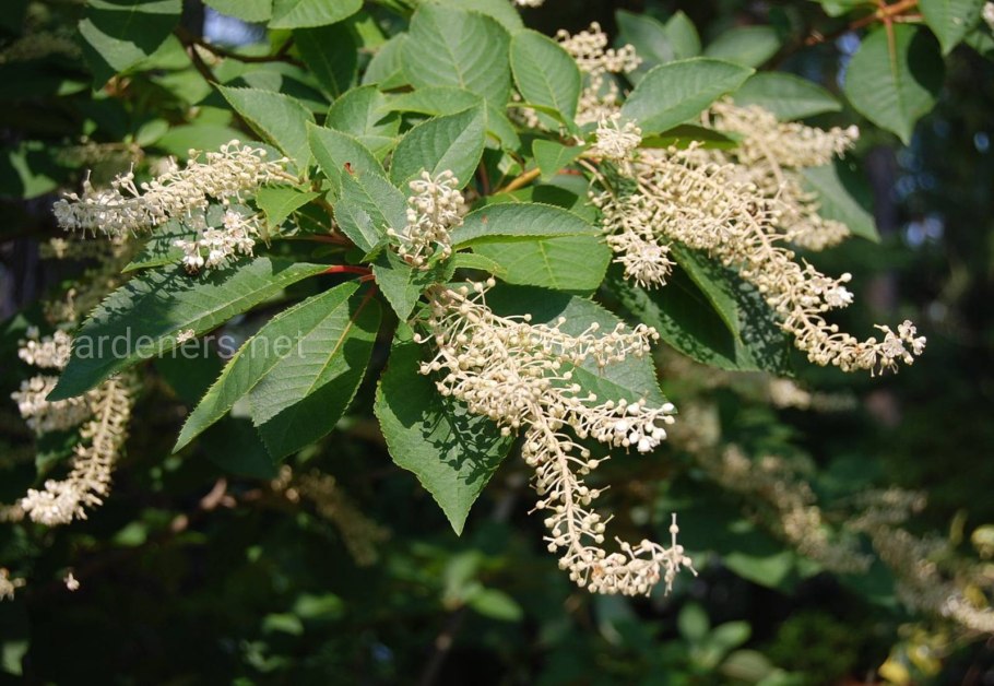 Итея падуболистная