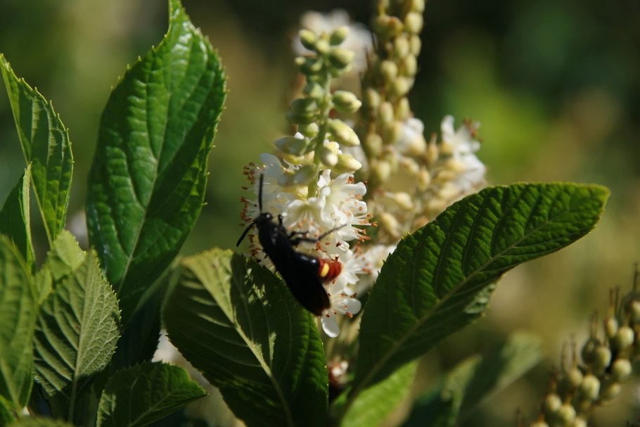 Клетра ольхолистная Руби спайс