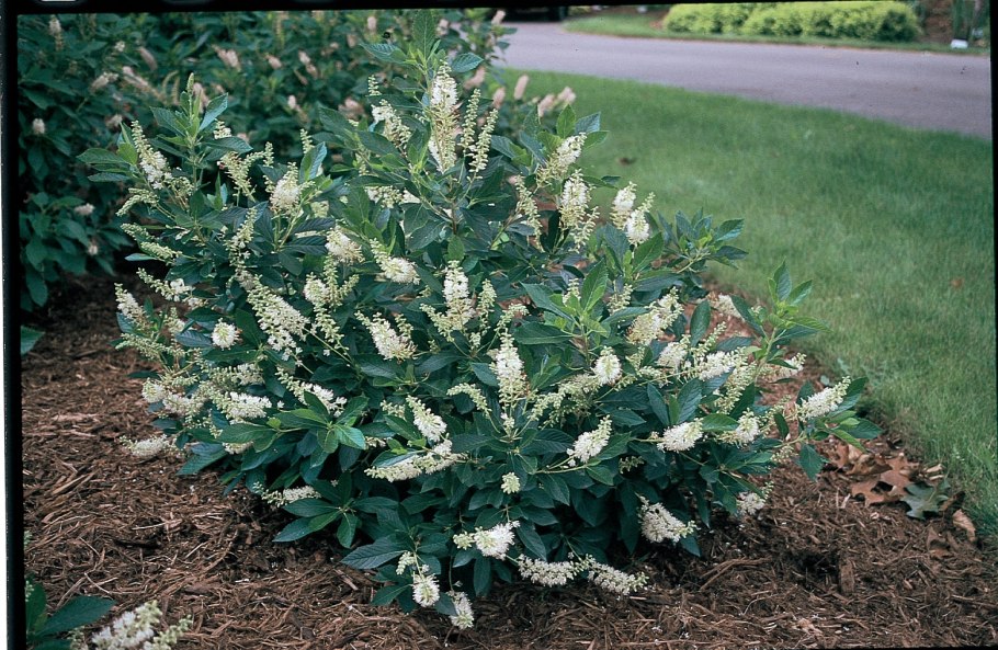 Цветок Клетра